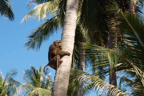 Affen fr die Kokosnussernte