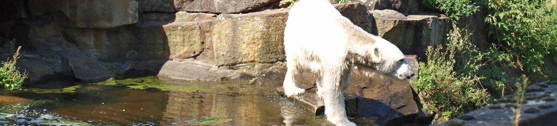 Zoo Berlin mit Knut