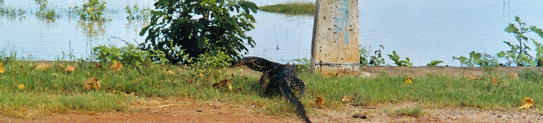 Yala Nationalpark