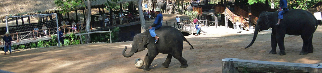 Mae Sa Elephant Camp