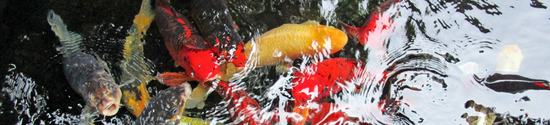 Fische